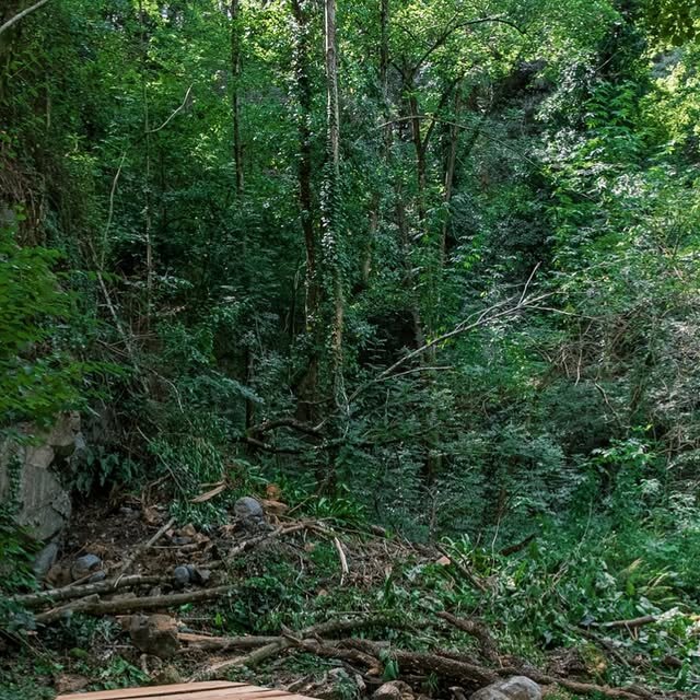 Bio-architecture — coffin habitat built in the forest