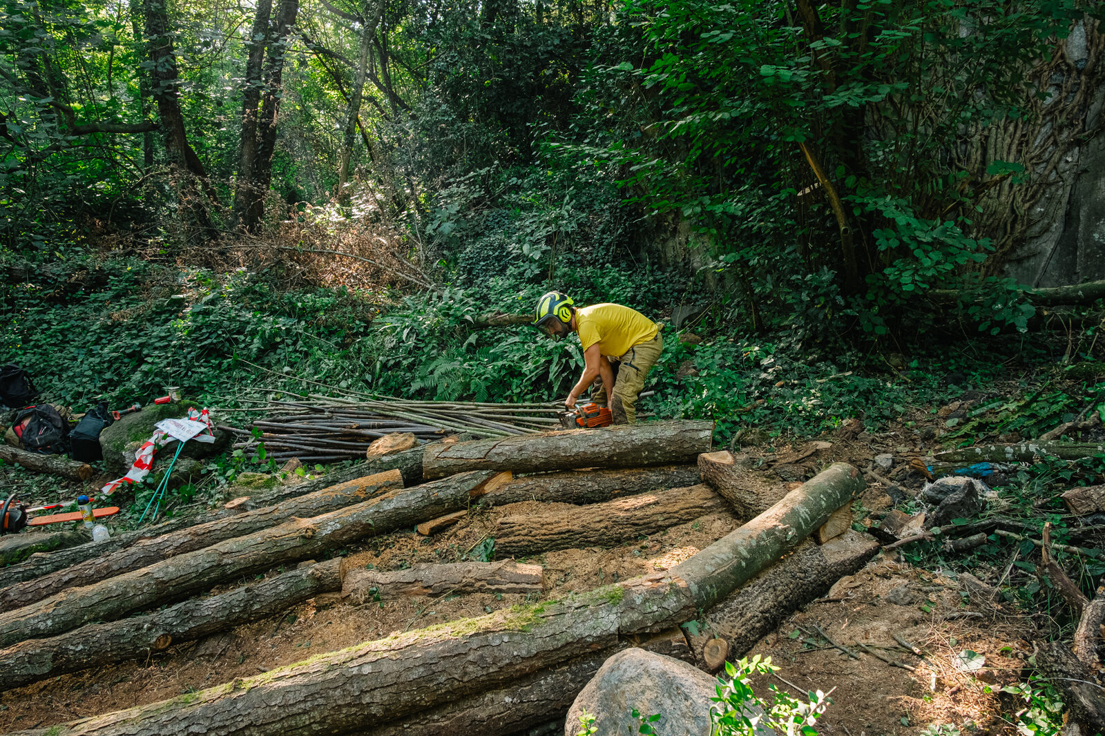 Habitat — gathering and laying out the timber