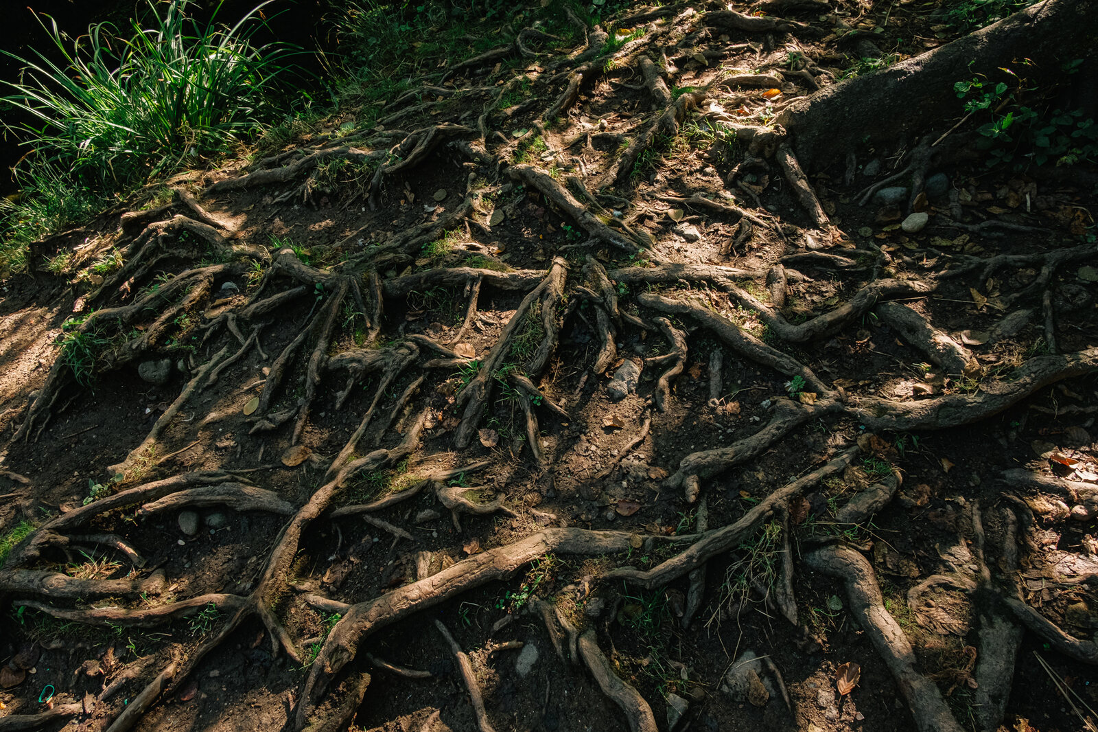 Habitat — roots and forest floor on site