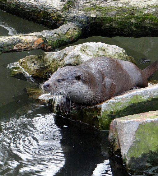 Habitat — an otter, one of the inhabitants of the site