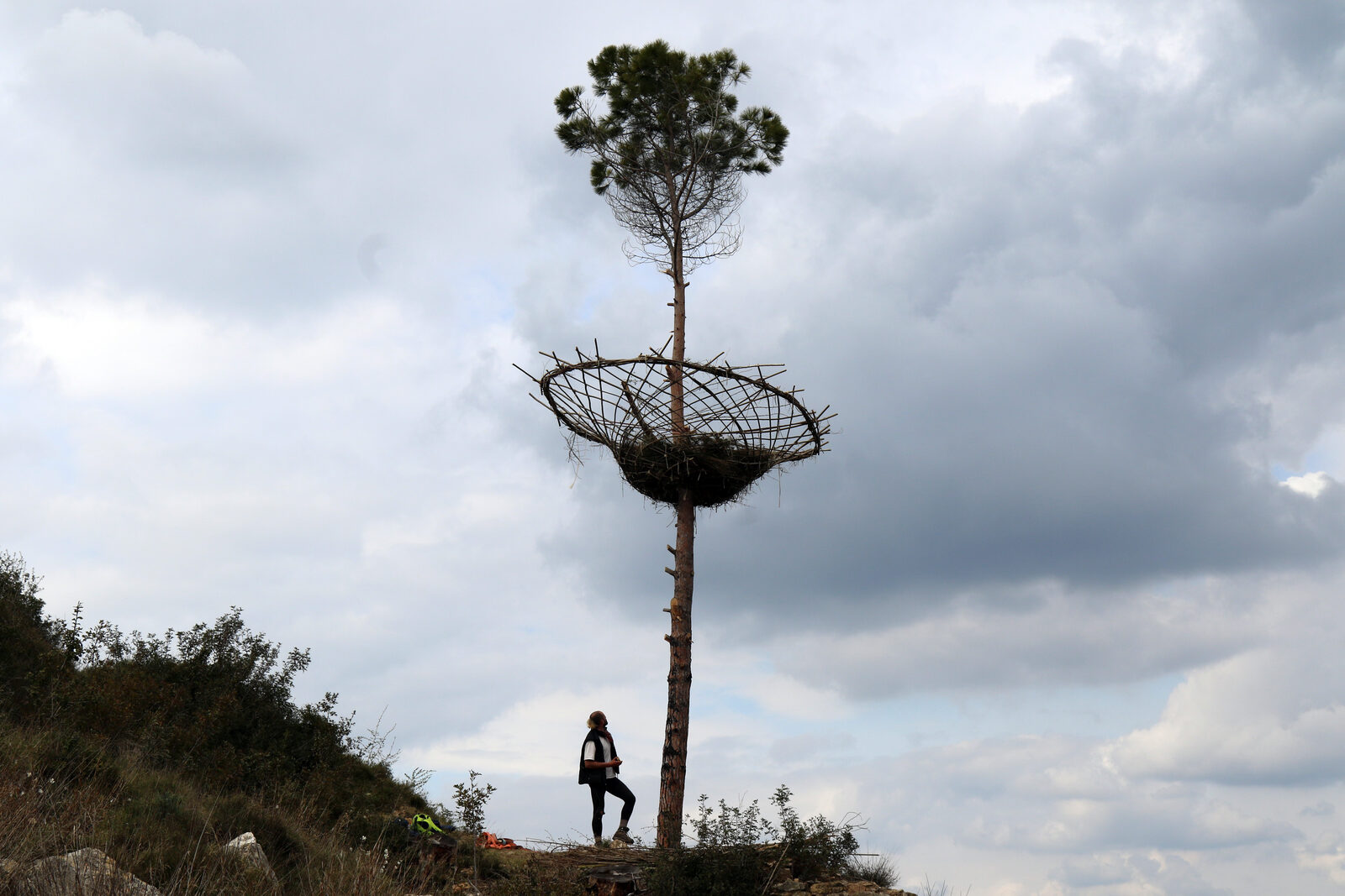 Nest — the finished nest high on a lone tree