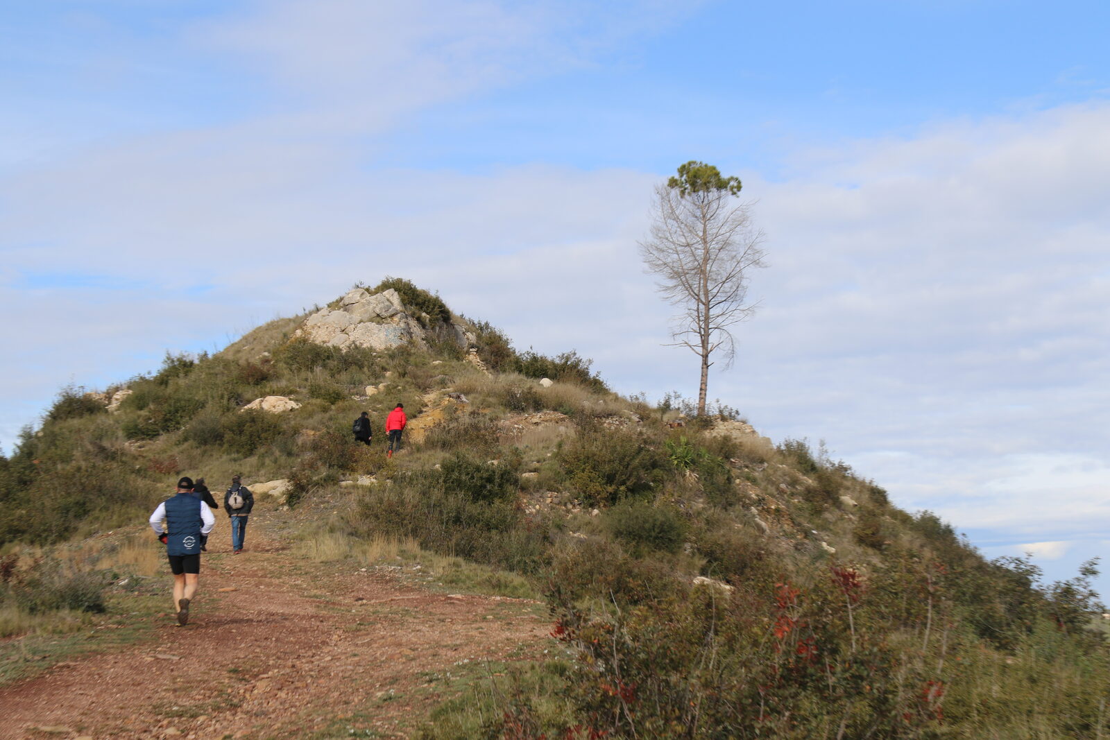 Nest — the hilltop site and the lone pine