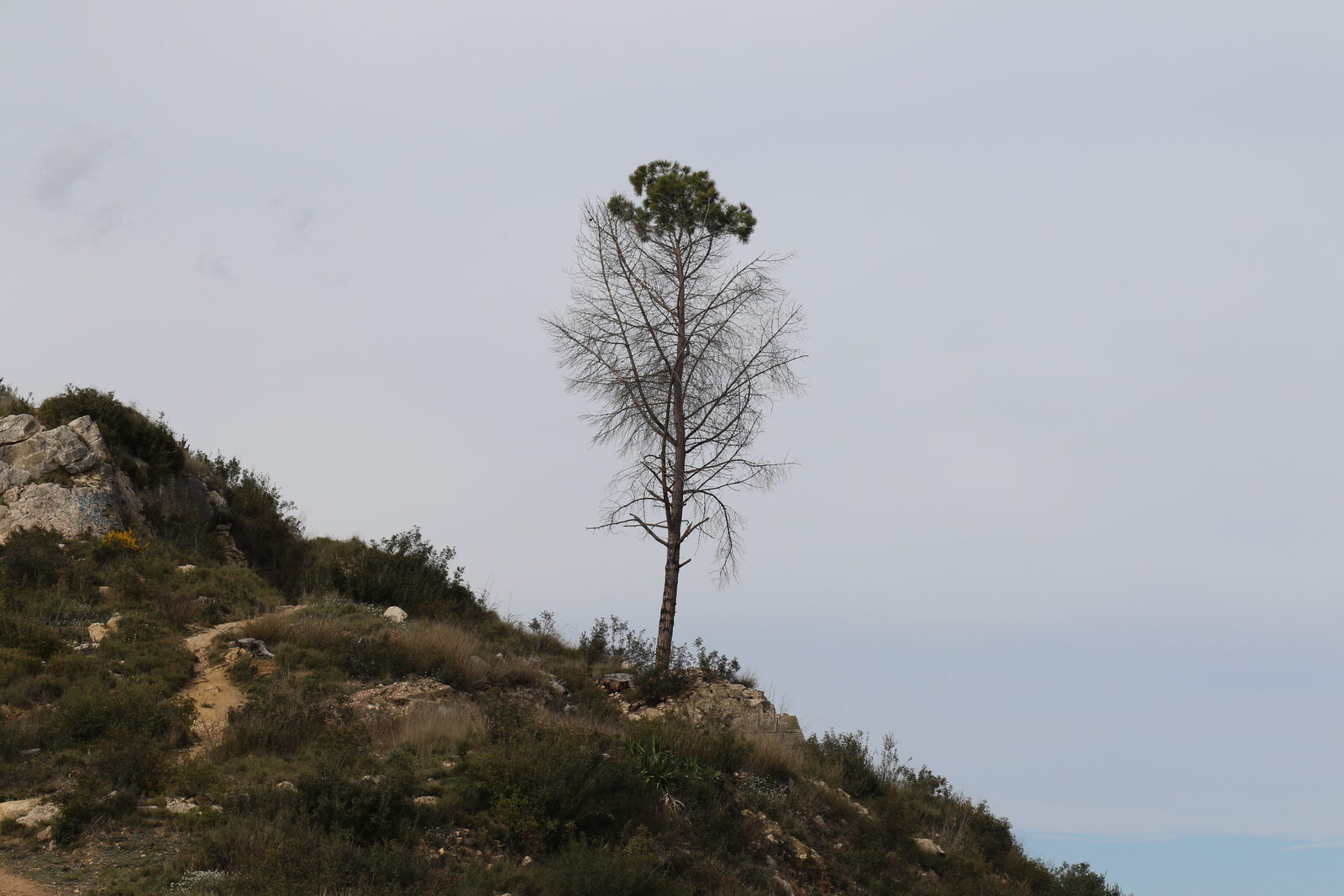 Nest — the solitary tree on the ridge