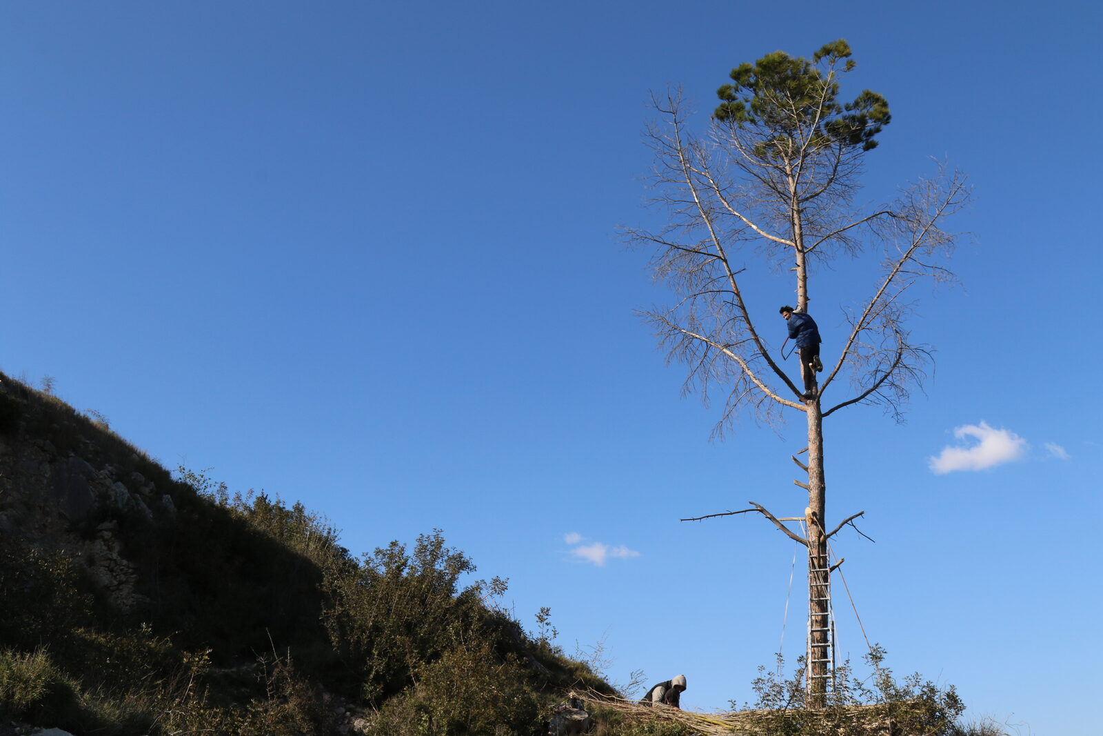 Nest — climbing the bare tree