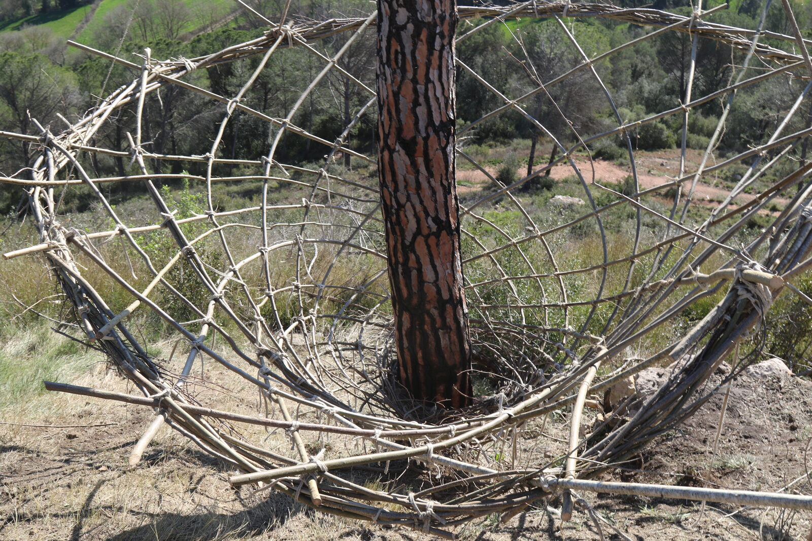 Nest — the woven latticework around the trunk