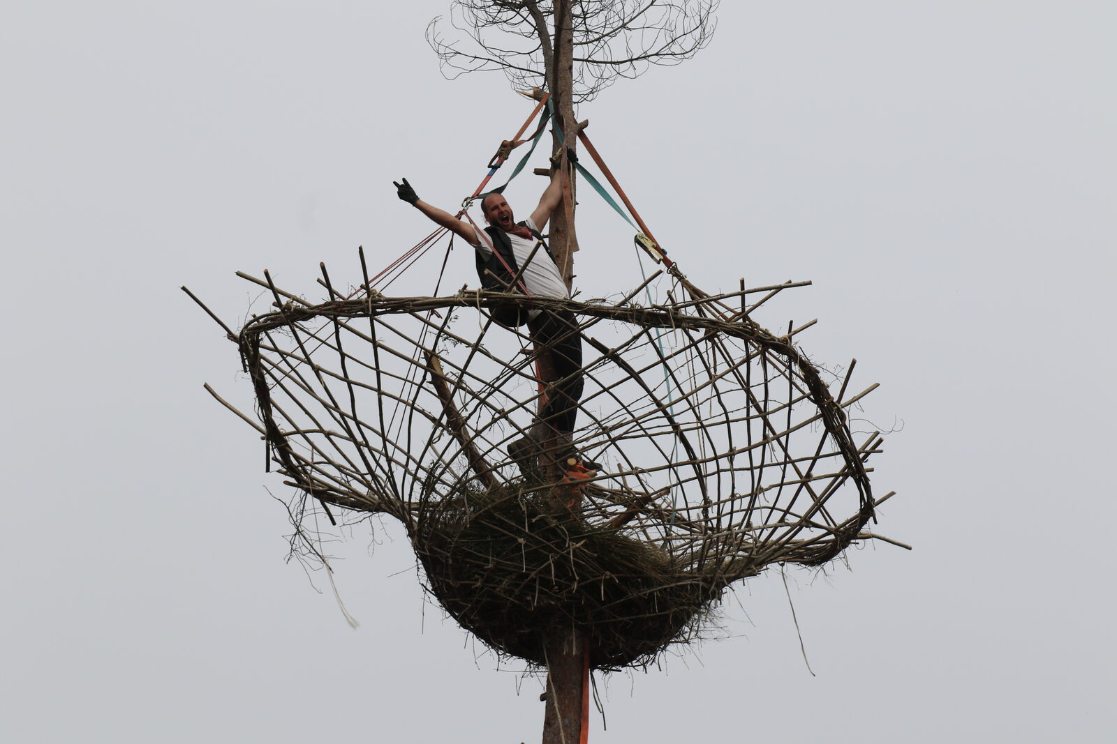 Nest — inside the finished nest