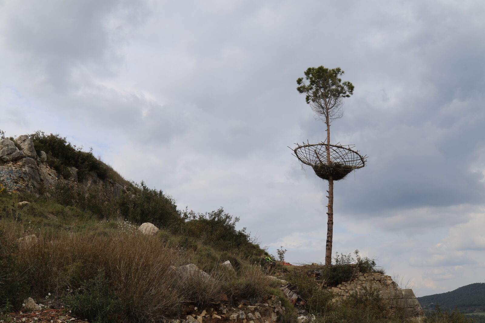 Nest — the finished nest on the tree